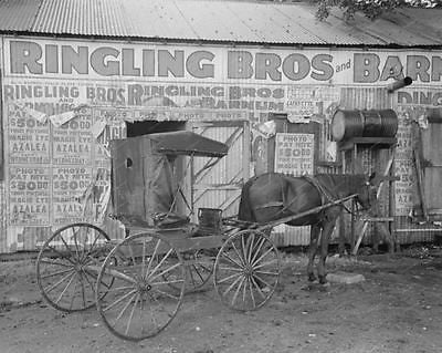 Ringling Bros Barn 1938 Vintage 8x10 Reprint Of Old Photo - Photoseeum