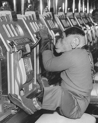 Monkey Plays Slot Machine Vintage 8x10 Reprint Of Old Photo - Photoseeum