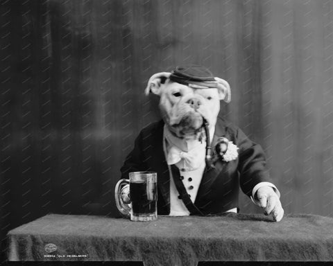 Bull Dog Bartender 1905 8x10 Reprint Of Old Photo - Photoseeum