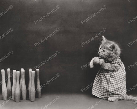 Cat Bowling 1914  8x10 Reprint Of Old Photo - Photoseeum