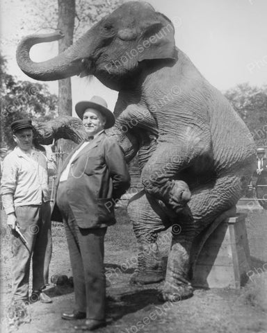 Trained Sitting Elephant Vintage 8x10 Reprint Of Old Photo - Photoseeum