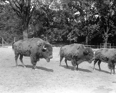 Bison Buffalo Standing In Field 8x10 Reprint Of Old Photo - Photoseeum