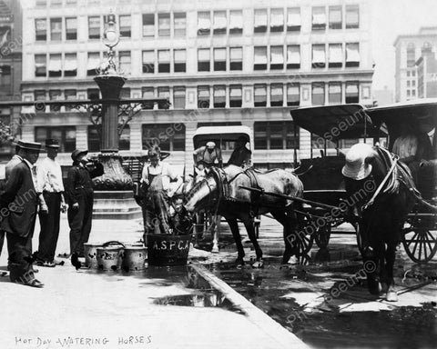 Cab Horses Drink Water From ASPCA 1911 8x10 Reprint Of Old Photo - Photoseeum