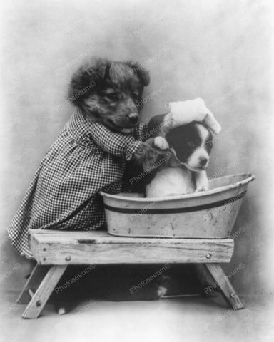 Dog Washing Another Dog Vintage 8x10 Reprint Of Old Photo - Photoseeum