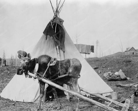 Work Moose Outside Native Indian Tepee 8x10 Reprint Of Old Photo - Photoseeum