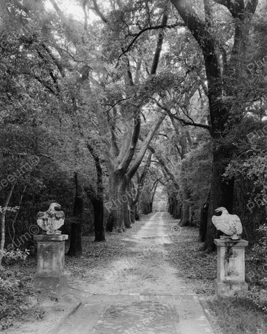 Grand Entrance Forest Pathway With Eagles 1939 Vintage 8x10 Reprint Of Old Photo - Photoseeum