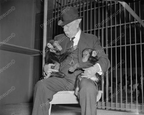 Baby Chimpanzees On Older Man's Lap 8x10 Reprint Of Old Photo - Photoseeum
