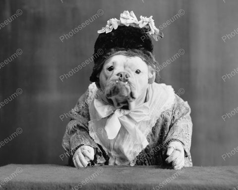Bulldog Dressed As Lady 1905 Vintage 8x10 Reprint Of Old Photo - Photoseeum