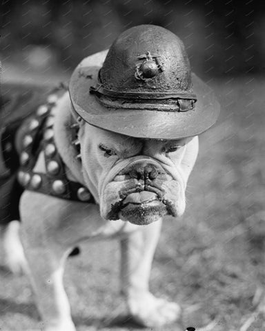 Bull Dog Sargent 1925 8x10 Reprint Of Old Photo 2 - Photoseeum