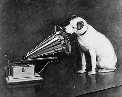 RCA Victor Dog Mascot Print 8x10 Reprint Of Old Photo - Photoseeum