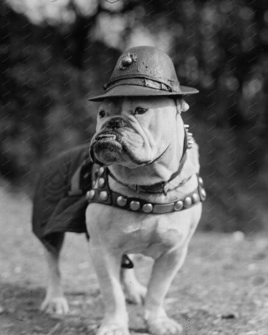 Bull Dog Sargent 1925 8x10 Reprint Of Old Photo 1 - Photoseeum