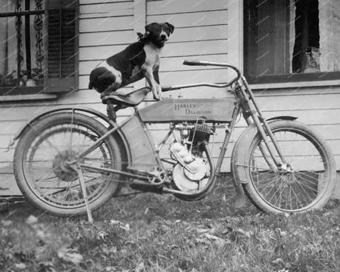 Dog Sitting On A Harley Davidson Motorcycle Vintage 8x10 Reprint Of Old Photo - Photoseeum