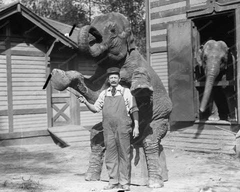 Bill Snyder &  Elephant Hattie Standing! 8x10 Reprint Of Old Photo - Photoseeum