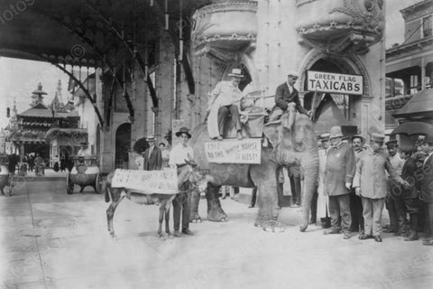 Coney Island NY Elephant and Donkey 1900s 4x6 Reprint Of Old Photo - Photoseeum