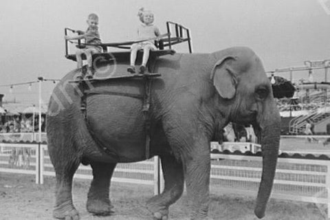 Children Ride Elephant At The Circus 4x6 Reprint Of Old Photo - Photoseeum