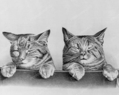 Sleeping Cats 1874 8x10 Reprint Of Old Photo - Photoseeum