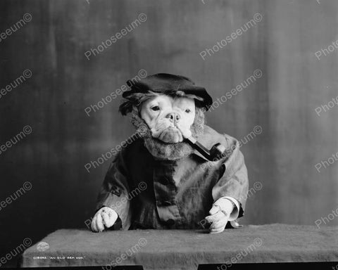 Dog Smoking Pipe 1905 Vintage 8x10 Reprint Of Old Photo - Photoseeum