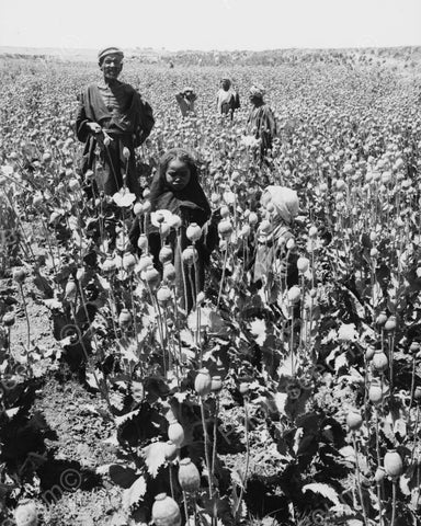 Collecting From Poppy Seeds 1920 Vintage 8x10 Reprint Of Old Photo - Photoseeum