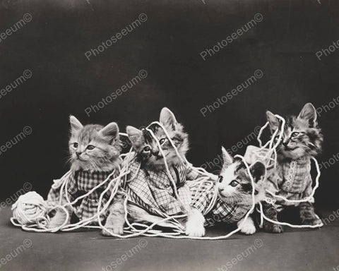 Kittens Playing In Yarn 1919 8x10 Reprint Of Old Photo - Photoseeum