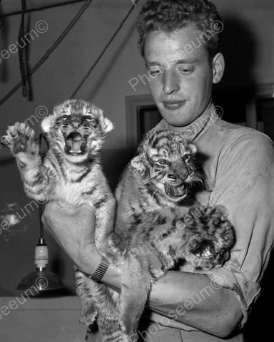 Man Holding Three Baby Tigers Vintage 8x10 Reprint Of Old Photo - Photoseeum