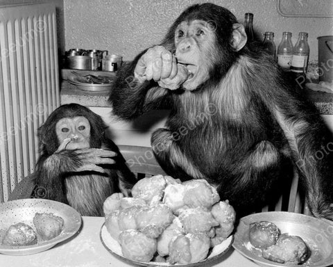 Two Chimps Eating Baked Goods Vintage 8x10 Reprint Of Old Photo - Photoseeum