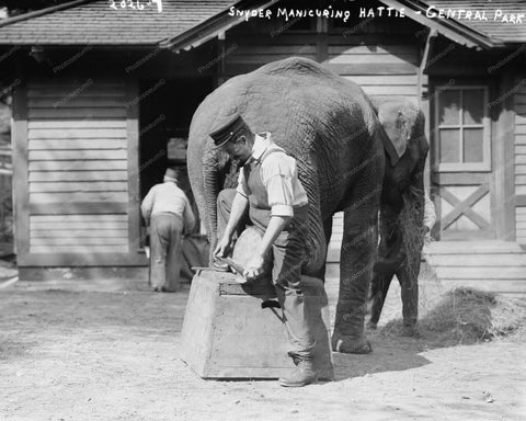 Snyder & Hattie Elephant Manicure At Zoo 8x10 Reprint Of Old Photo - Photoseeum