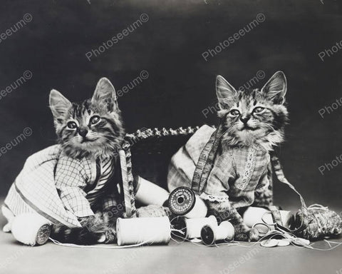 Kittens Sewing Together1915 8x10 Reprint Of Old Photo - Photoseeum