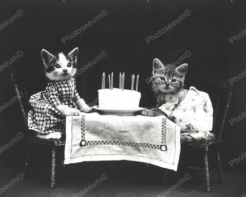 Kittens With Birthday Cake 8x10 Reprint Of Old Photo - Photoseeum