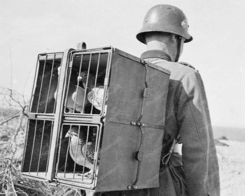 Military Carrier Pigeons Racing Homer 8x10 Reprint Of Old Photo - Photoseeum