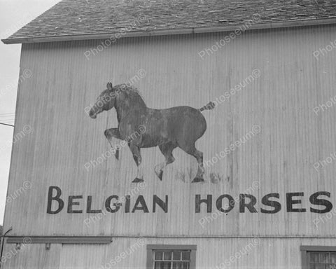 Barn Sign Belgian Horses 1938 Vintage 8x10 Reprint Of Old Photo - Photoseeum