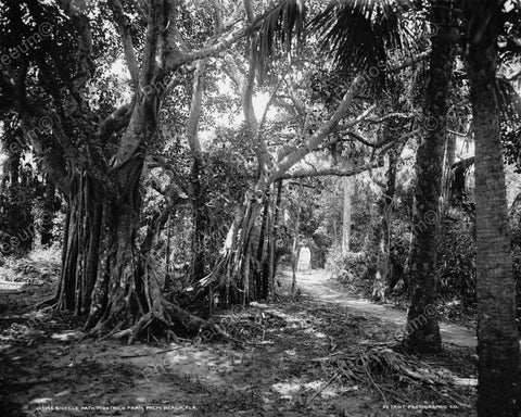 Bicycle Path To Farm In Florida Viintage 8x10 Reprint Of Old Photo - Photoseeum