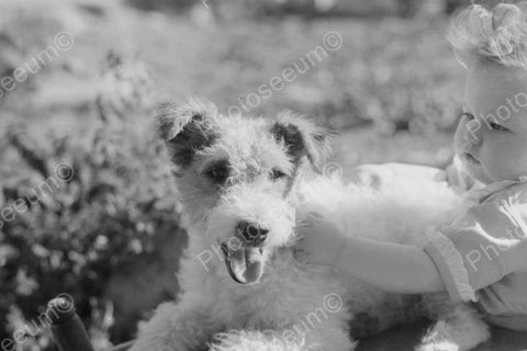 Adorable Baby Pats Fox Terrier Puppy 4x6 Reprint Of Old Photo - Photoseeum