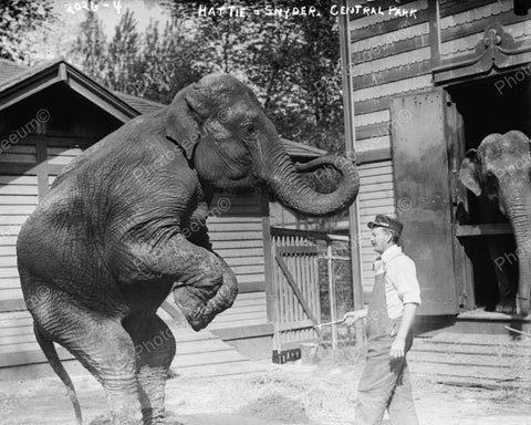 Hattie The Elephant & Snyder Central Park NY Vintage 8x10 Reprint Of Old Photo - Photoseeum