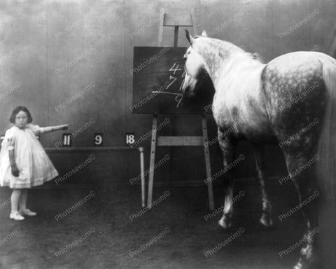Math Horse Able To Perform Arithmetic 8x10 Reprint Of Old Photo - Photoseeum
