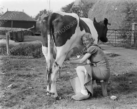 Dutch Woman Milking Her Cow Vintage 8x10 Reprint Of Old Photo - Photoseeum