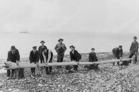 Six Men Holding A Sea Serpent 1900s 4x6 Reprint Of Old Photo - Photoseeum