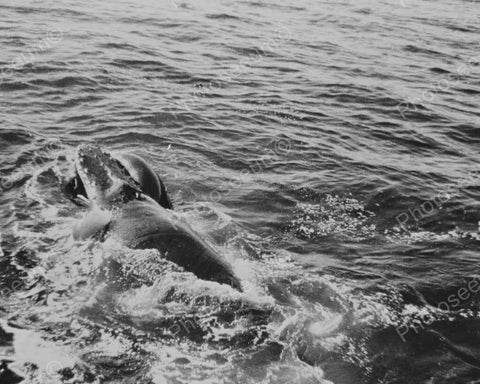 Humpback Whale Floats 1930s 8x10 Reprint Of Old Photo - Photoseeum