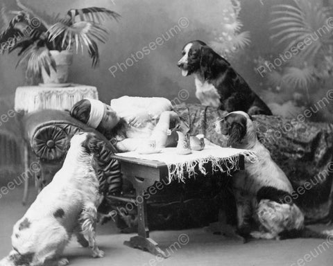 Three Dogs Comfort their Master 1903 Vintage 8x10 Reprint Of Old Photo - Photoseeum