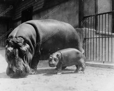 Hippopotamus Mom & Baby Vintage 8x10 Reprint Of Old Photo - Photoseeum