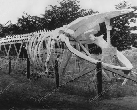 Mammoth Antique Whale Skeleton 1900s 8x10 Reprint Of Old Photo - Photoseeum