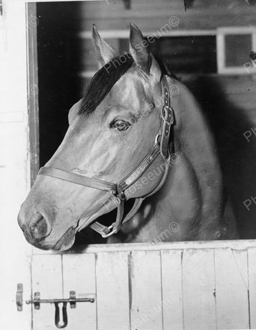 Horse Sea Biscuit Beautiful Close Up Vintage 1930s  Reprint 8x10 Old Photo - Photoseeum