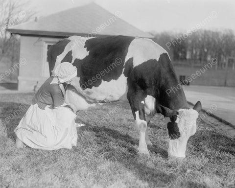 Girl Milking Cow Near Her House Vintage 8x10 Reprint Of Old Photo - Photoseeum