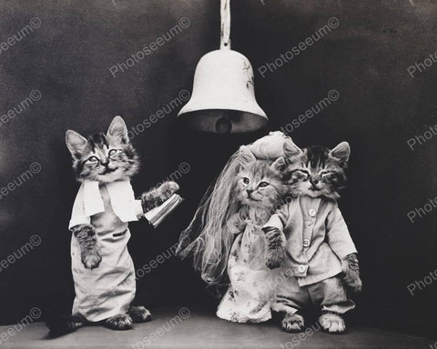 Cats Getting Married 1914 8x10 Reprint Of Old Photo - Photoseeum