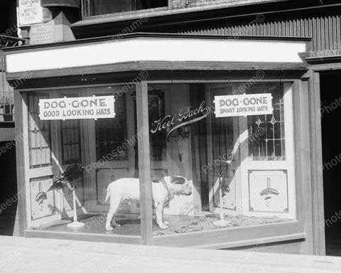Dog Gone Smart Looking Hat Store Window 1921 Vintage 8x10 Reprint Of Old Photo - Photoseeum