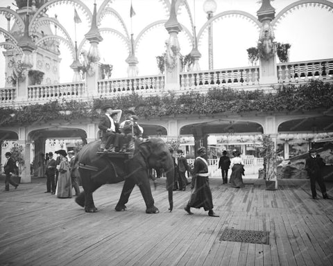 Family Elephant Ride Coney Island 1900s 8x10 Reprint Of Old  Photo - Photoseeum