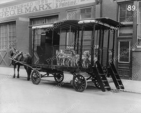 George B Marx Wagon Co N.Y. & Horse 8x10 Reprint Of Old Photo - Photoseeum