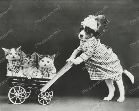 Dog Pushing Cat Stroller 8x10 Reprint Of Old Photo - Photoseeum