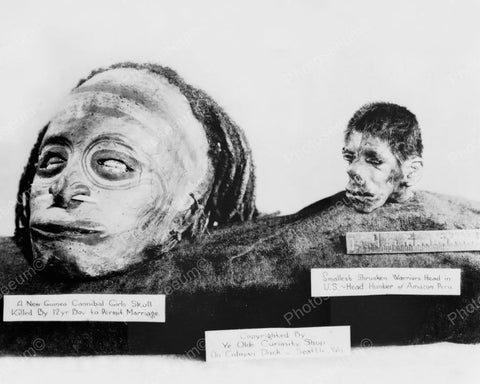 Smallest Shrunken Head & Cannibal Skull Vintage Reprint 8x10 Old Photo - Photoseeum
