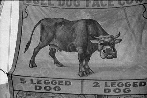 Vermont Sideshow Poster 5 Legged Dog 1940 4x6 Reprint Of Old Photo - Photoseeum