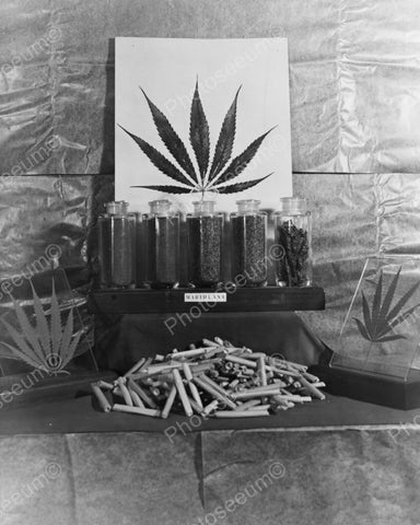 Marijuana Pot US Treasury Dept Display Vintage 1940s Reprint 8x10 Old Photo - Photoseeum